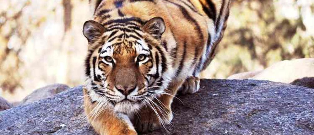 Tiger crouches on a rock at great plains zoo in Sioux Falls